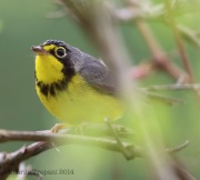 6s3a1775canadawarbler