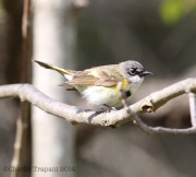 6s3a1990americanredstart