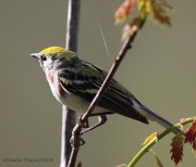 6s3a2032chestnut-sidedwarbler