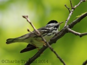 6s3a2245blackpollwarbler