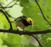 6s3a2272black-throatedgreenwarbler