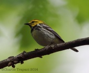 6s3a2280black-throatedgreenwarbler