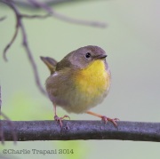 6s3a2345femalecommonyellowthroat