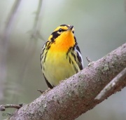 6s3a2438blackburnianwarbler