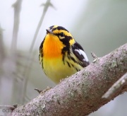 6s3a2442blackburnianwarbler