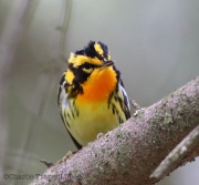 6s3a2444blackburnianwarbler