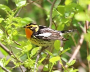 6s3a2465blackburnianwarbler