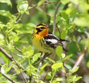 6s3a2467blackburnianwarbler