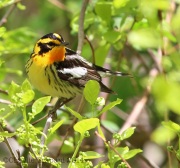 6s3a2468blackburnianwarbler