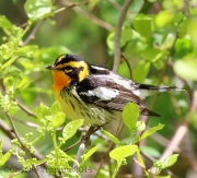 6s3a2469blackburnianwarbler