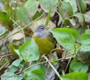 6s3a2536macgillivrayswarbler