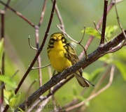 6s3a2743prairiewarbler