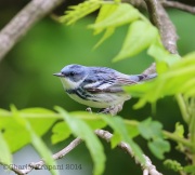 6s3a3155ceruleanwarbler