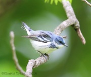 6s3a3161ceruleanwarbler