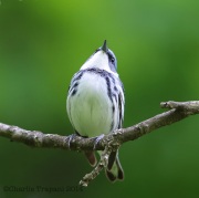 6s3a3184ceruleanwarbler