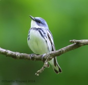 6s3a3186ceruleanwarbler