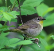 6s3a3222femalecommonyellowthroat