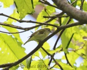 6s3a3444tennessewarbler