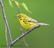 6s3a3503prairiewarbler