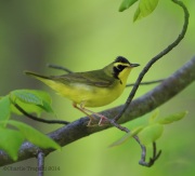 6s3a3935kentuckywarbler