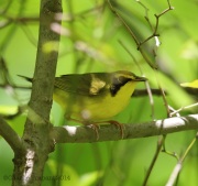 6s3a3945kentuckywarbler
