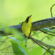 6s3a3973kentuckywarbler