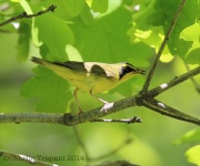 6s3a3994kentuckywarbler