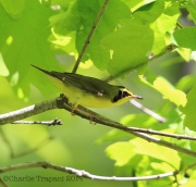 6s3a4002kentuckywarbler