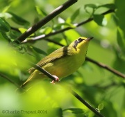 6s3a4024kentuckywarbler