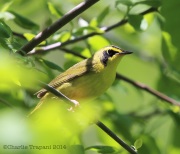 6s3a4028kentuckywarbler