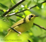 6s3a4029kentuckywarbler
