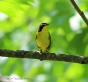 6s3a4377kentuckywarbler
