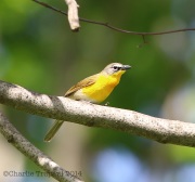 6s3a4442yellow-breastedchat