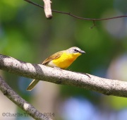 6s3a4443yellow-breastedchat