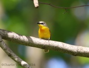 6s3a4445yellow-breastedchat