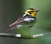 6s3a4531femaleblackburnianwarbler