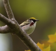6s3a4677chestnut-sidedwarbler