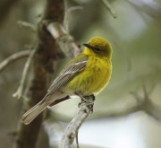 6s3a4814pinewarbler