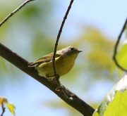 6s3a5006nashvillewarbler