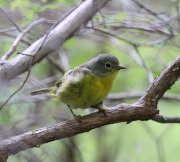 6s3a5010nashvillewarbler