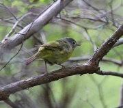 6s3a5013nashvillewarbler