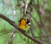 6s3a5092blackburnianwarbler