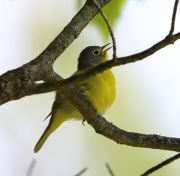 6s3a5192nashvillewarbler
