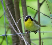 6s3a5232malecommonyellowthroat