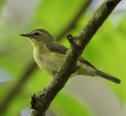 6s3a5316femaleblack-throatedbluewarbler