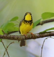 6s3a5357canadawarbler