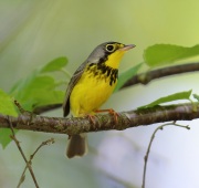 6s3a5359canadawarbler