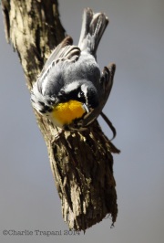 6s3a5419yellow-throatedwarbler