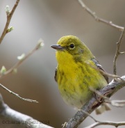 6s3a5654pinewarbler