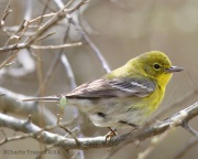 6s3a5658pinewarbler
